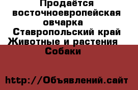 Продаётся восточноевропейская овчарка - Ставропольский край Животные и растения » Собаки   